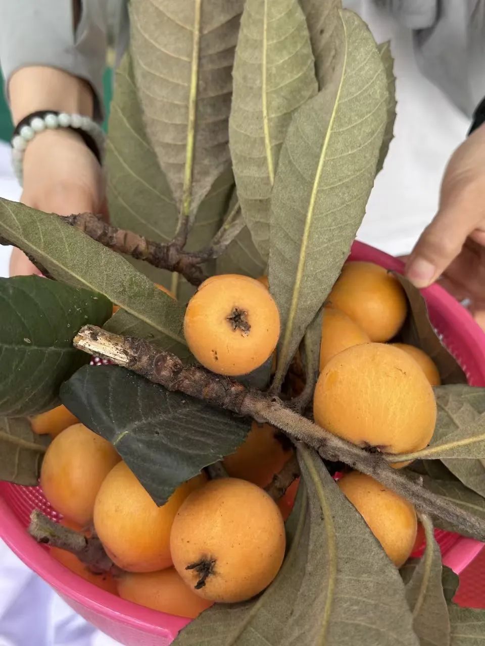 枇杷树下的成长课堂：一场甜蜜的生活劳动实践之旅